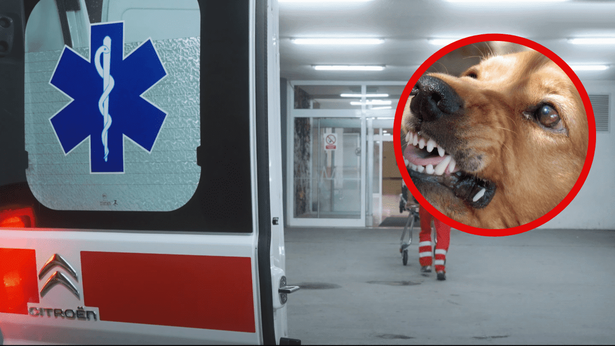 Tri psa izgrizla ženu u Dalmaciji, teško je ozlijeđena. 80-godišnjakinja završila u pritvoru