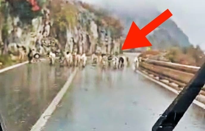 (VIDEO) Prometni show u smjeru Vrgorca: Stado koza preuzelo cestu i raspoloženje vozača