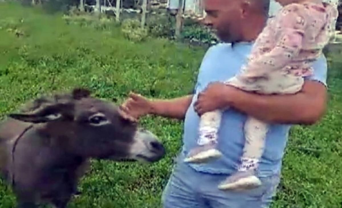 Vuk pojeo posljednje magare u selu u Dalmaciji