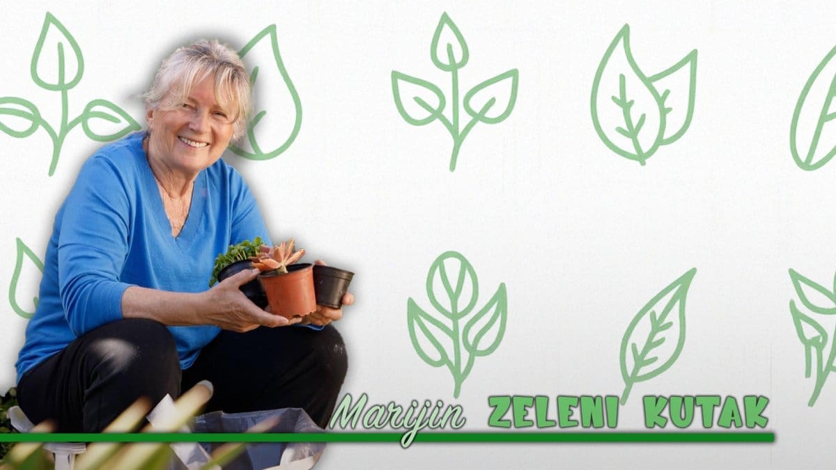Morate imati vrt da biste imali svoje biljke, voće i povrće? Varate se. Ova Splićanka je pokazala da se sve može uz malo mašte. Marija Paro je nova kolumnistica Dalmacije Danas