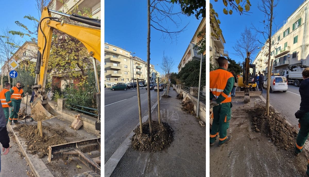 Parkovi i nasadi u akciji, sade se nova stabla u Spinutu