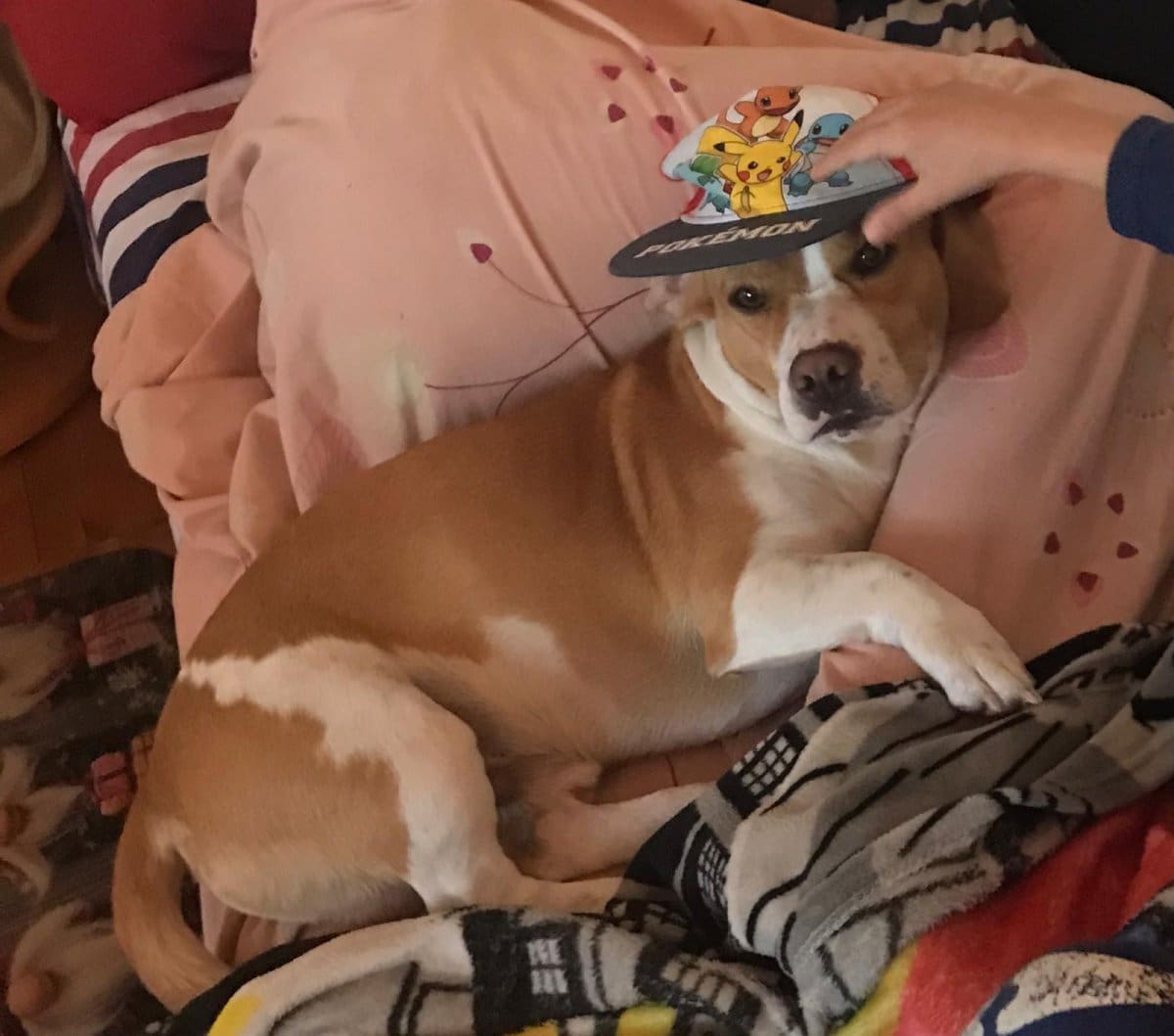 TRAŽI SE SLAVKO 'Malo je odlutao. Molim vas pomozite, dođe nam kao član obitelji'