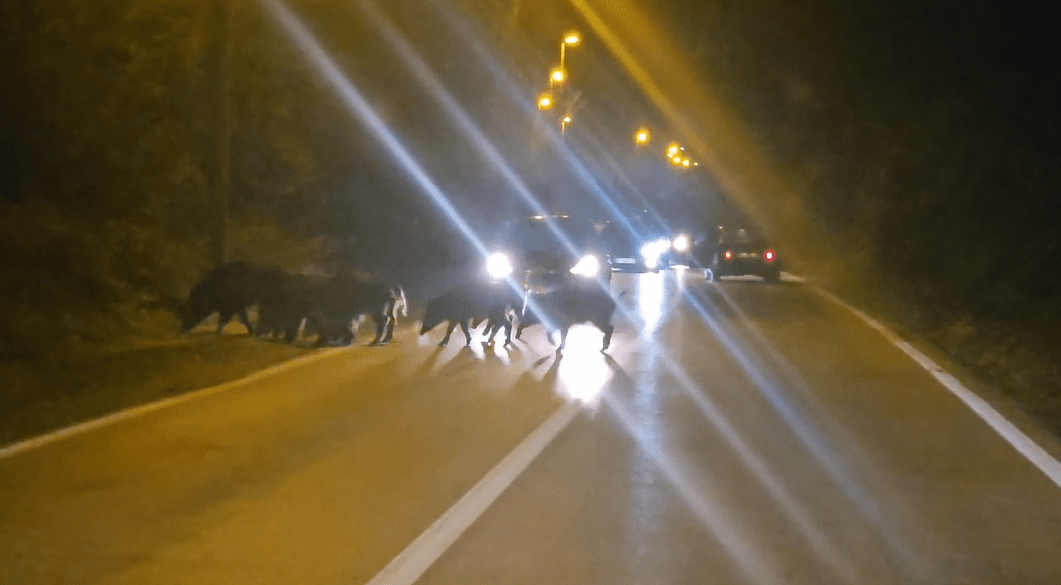 VIDEO Neobičan životinjski prizor u Žrnovnici: "Pa ovo je show, dica su mislila da gledamo Kralja lavova"