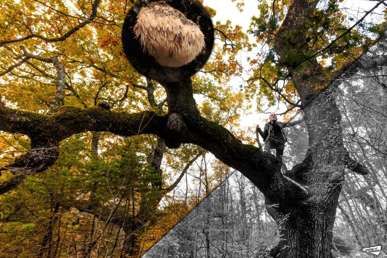 PEČAT OD VRIMENA Dok su bageri rušili stoljetne hrastove, skupina ljudi srcem i znanjem obranila je Šćadin - posljednju dalmatinsku prašumu. Pronalazak posebne gljive bio je prekretnica