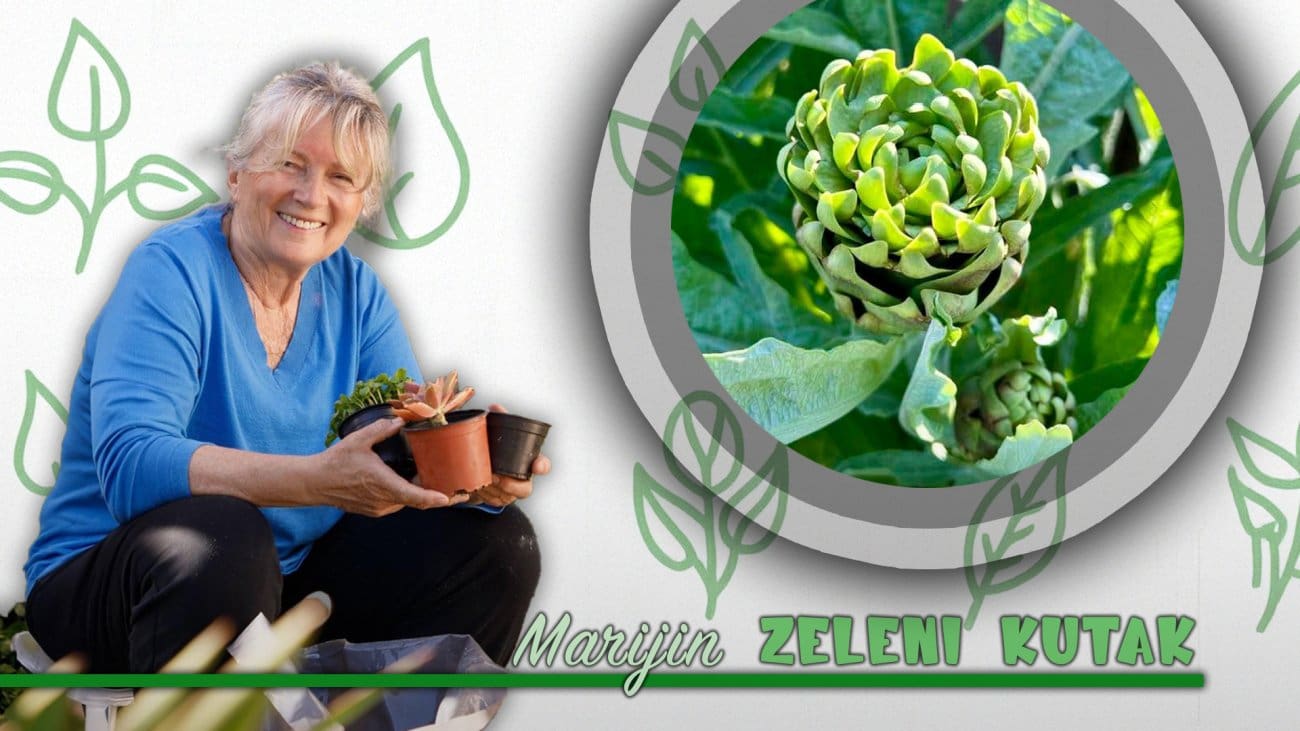 Artičoke, biži, bob, loza, mušice