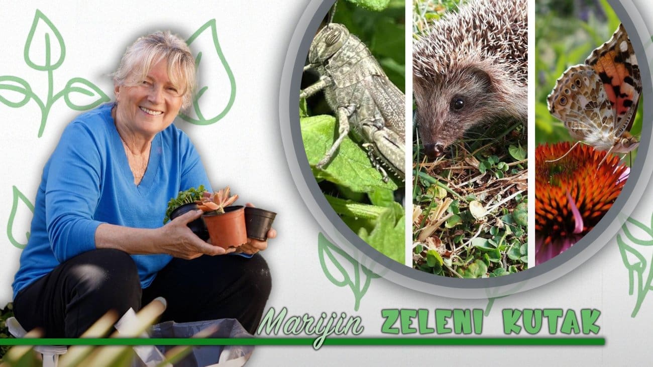 Vrtlarska (r)evolucija: Otkrijte zašto su bračni i ekološki izazovi tako slični