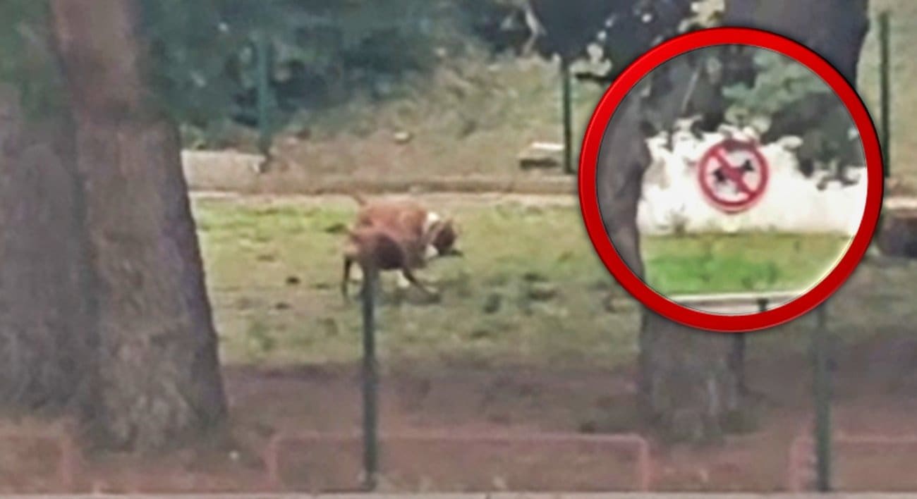 Zašto se ovo događa u Splitu? Građani su u strahu – nekoliko većih pasa igra se na dječjem igralištu, unatoč jasno istaknutom znaku zabrane