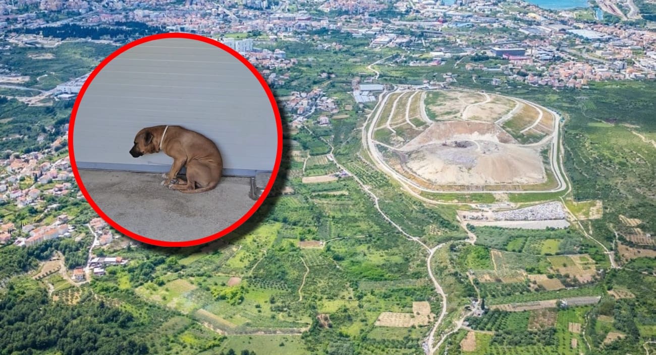 Grad Split oduzete pse uzgajane za borbe pokušava hitno prebaciti drugim skloništima u Hrvatskoj