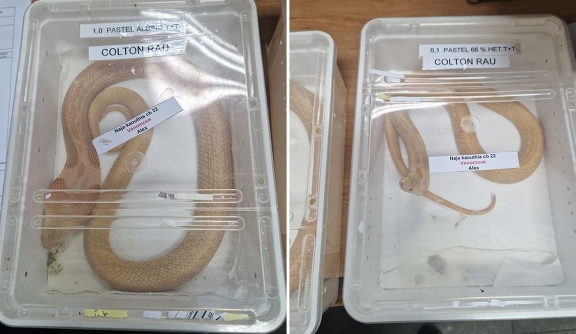 Hrvatski carinici na aerodromu zaplijenili - dvije kobre