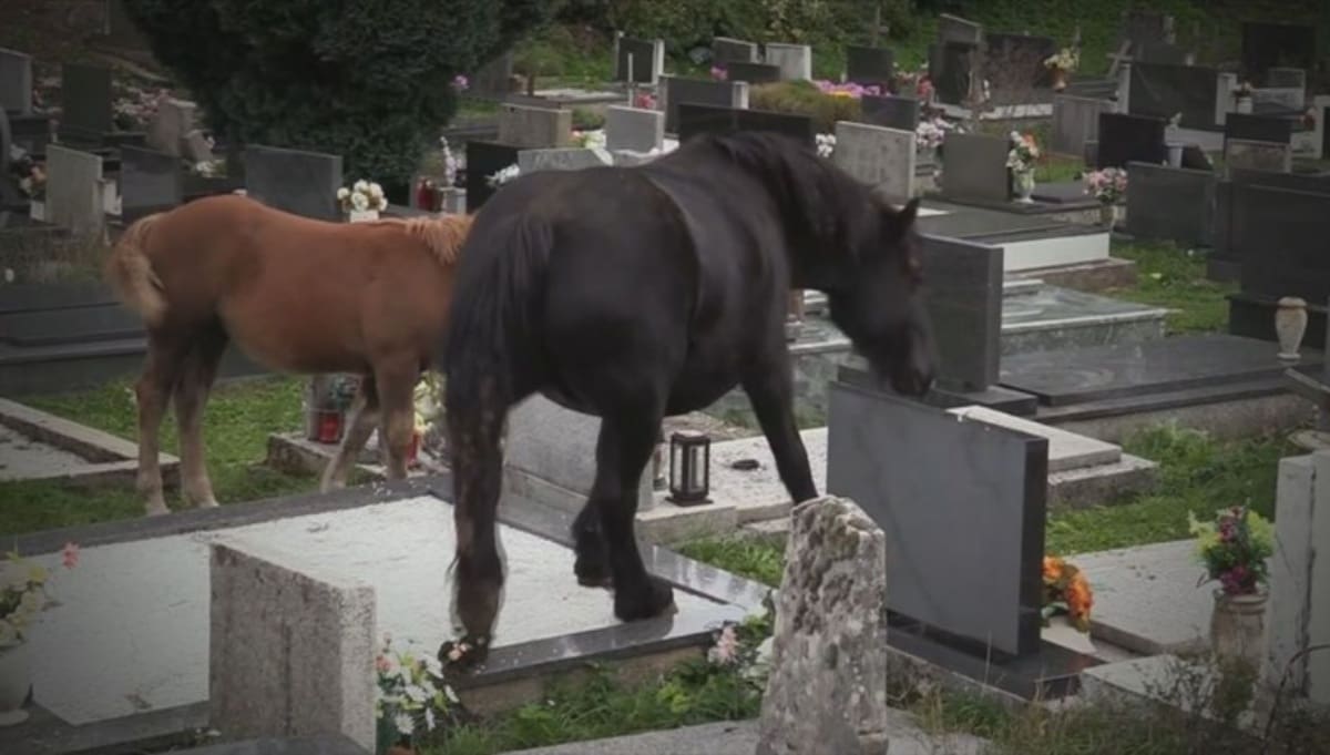 Krdo konja luta, uništava grobove i njive: "Majka ide na grob sinu i mora čistiti izmet"