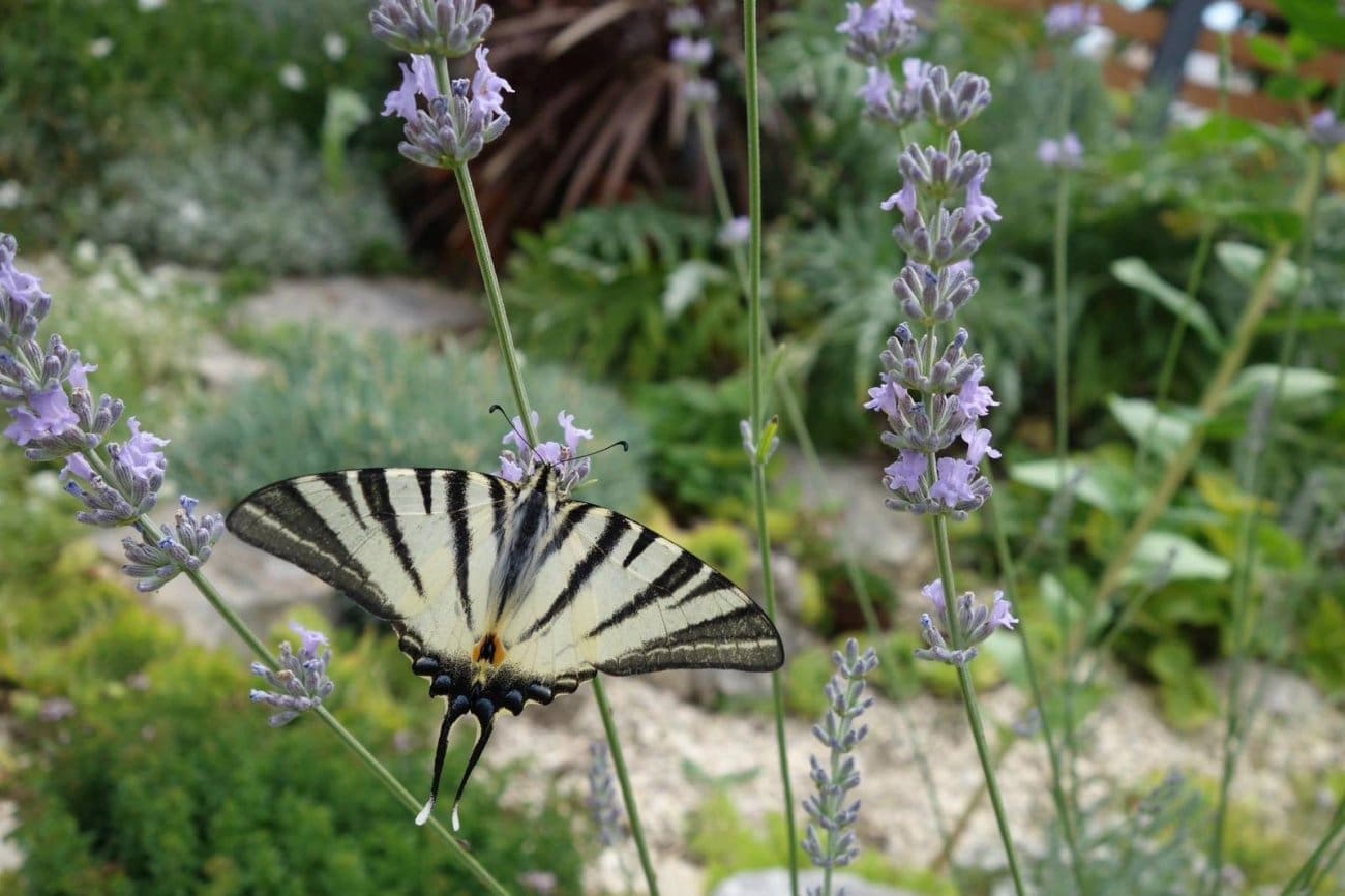 marija paro biljke kukci15