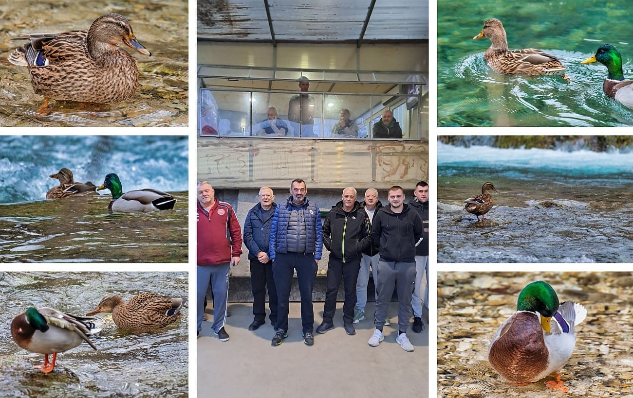 Žrnovački boćari udružili snage oko plemenitog cilja: Godinama su radili na tome da rijeka Žrnovnica dobije vlastitu populaciju pataka. Uspjeli su