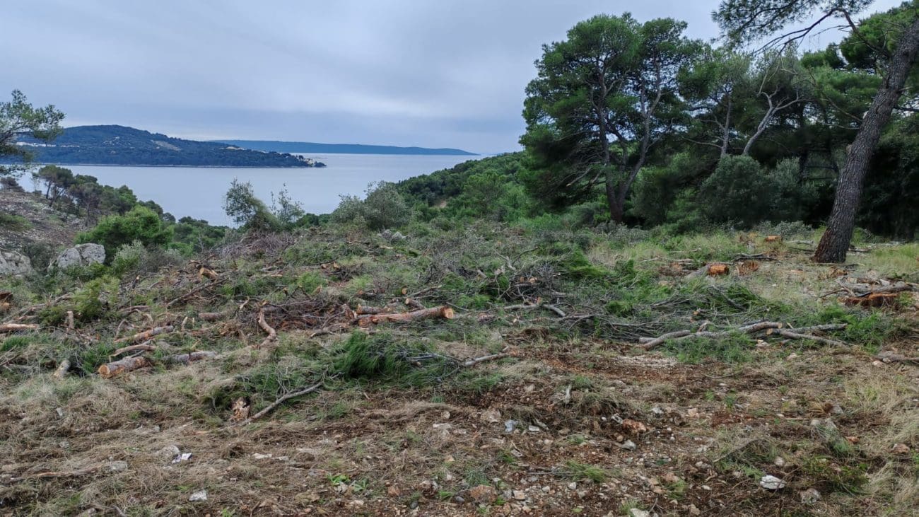 posjecena suma u vranjici 1