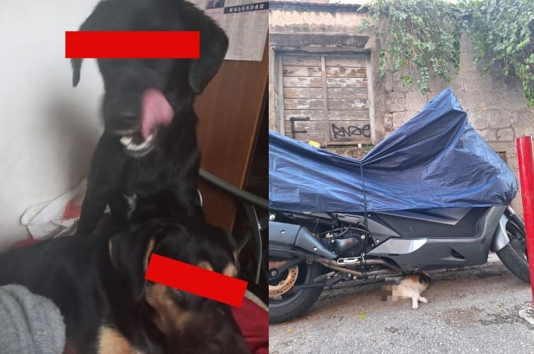 Šokantni prizori u centru: Pušteni psi okomili se na gradske mačke, dvije su usmrtili, još nekoliko ih je nestalo