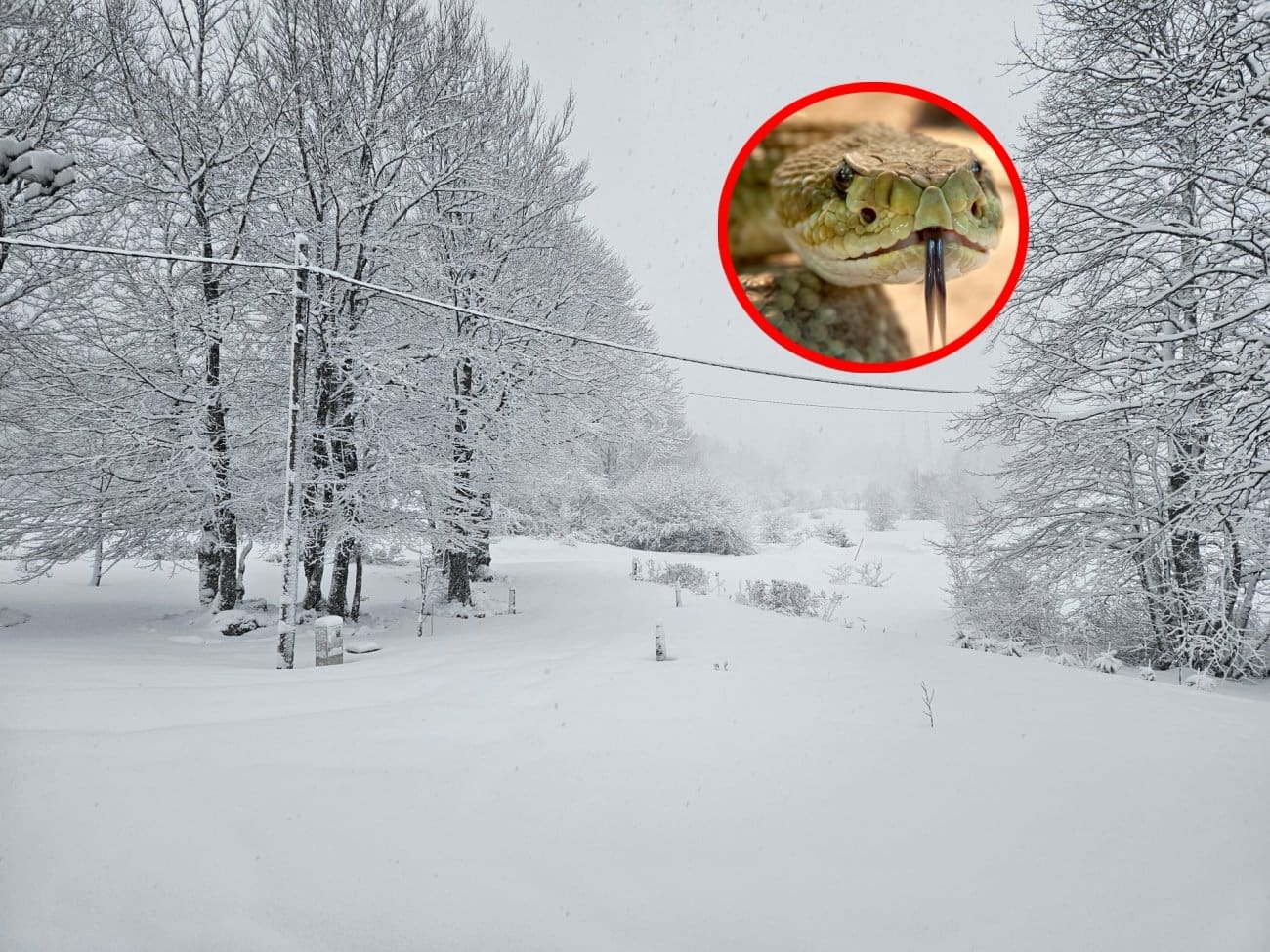 Ljubitelji snježnih radosti, čuvajte se! Na snijegu u susjedstvu uočena zmija