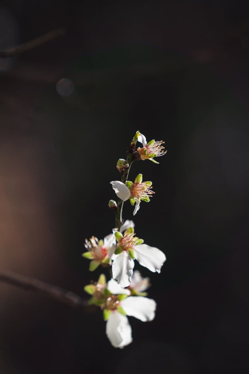 2 19 badem cvjetanje 14