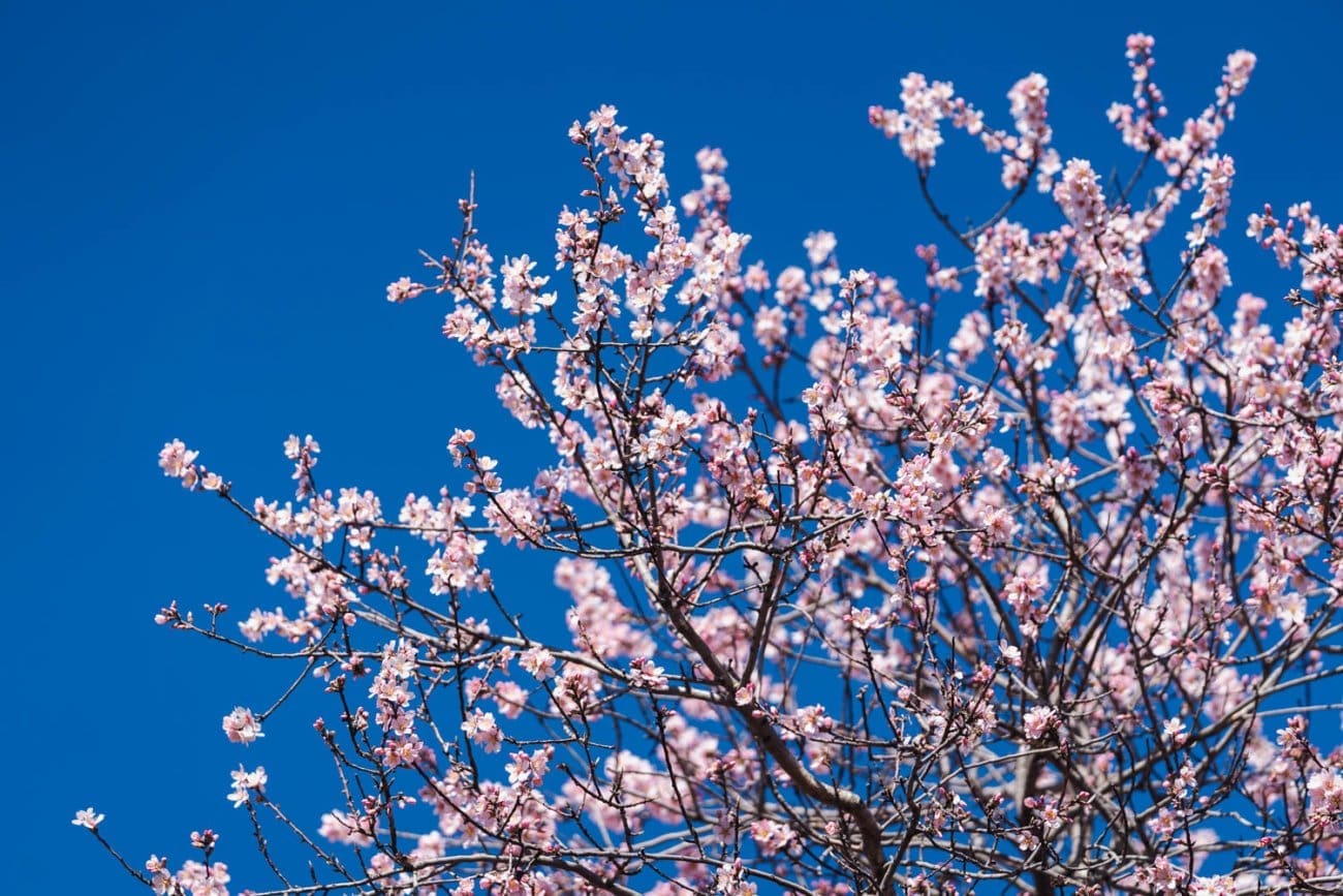 Procvjetali su bademi, pogledajte ove čarobne prizore