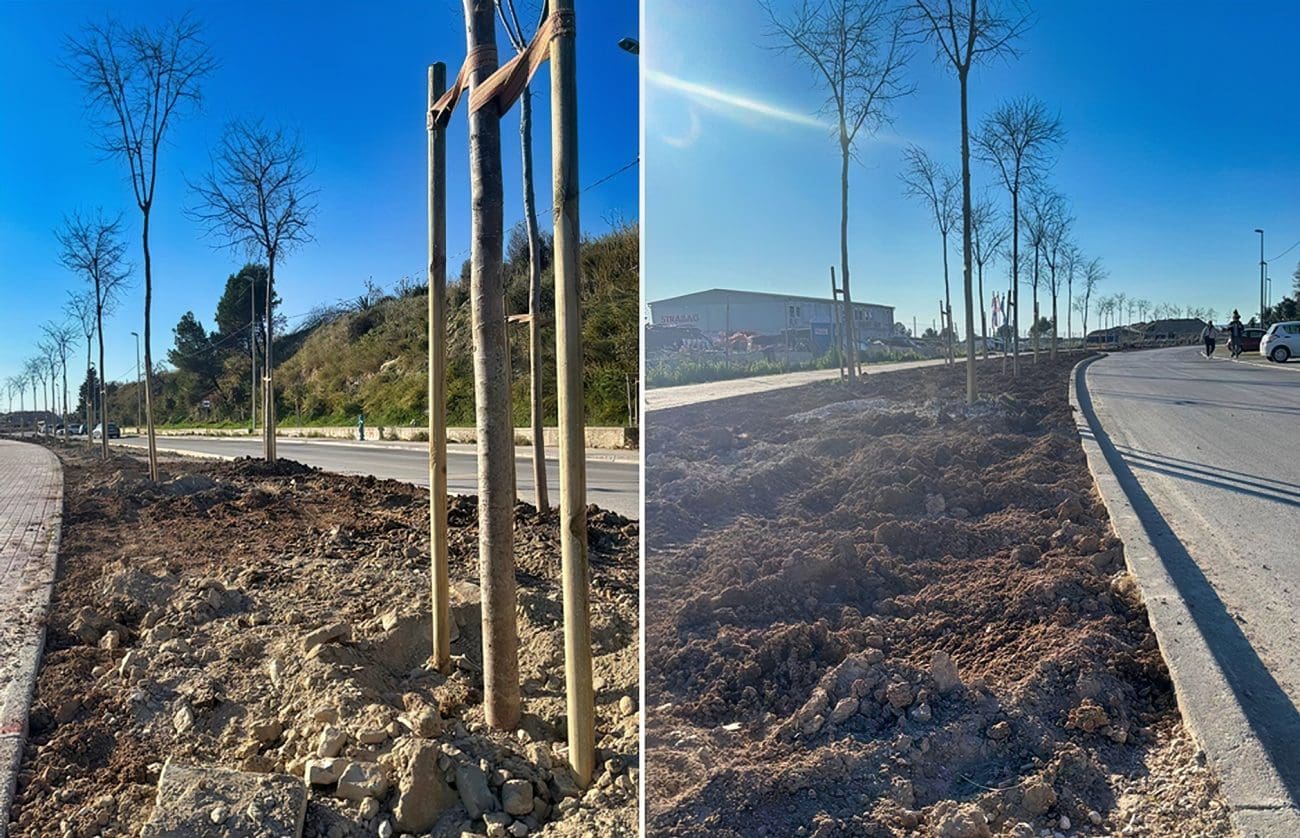 Uspješno premješteno 85 stabala pelegrinki u Splitu