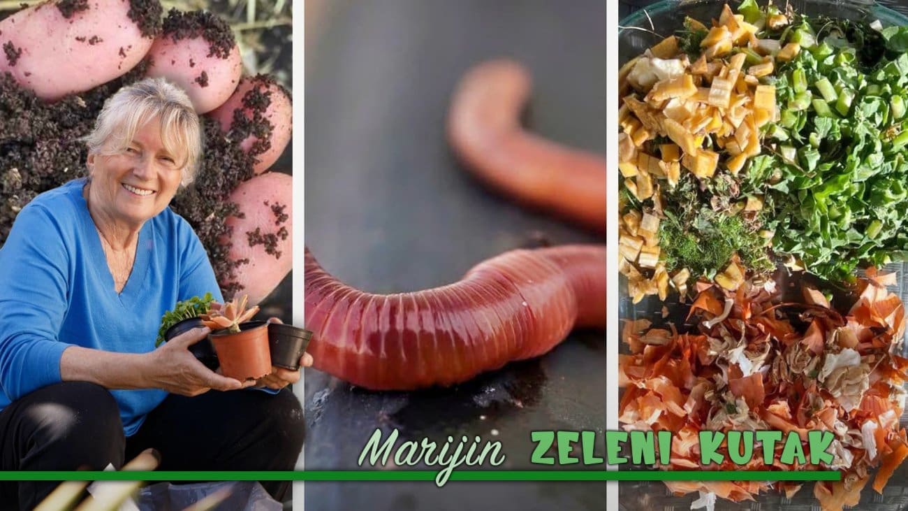 Tlo, kompost, gliste i "mikrobića": Za kompostiranje ne treba ni veliko znanje ni velika investicija