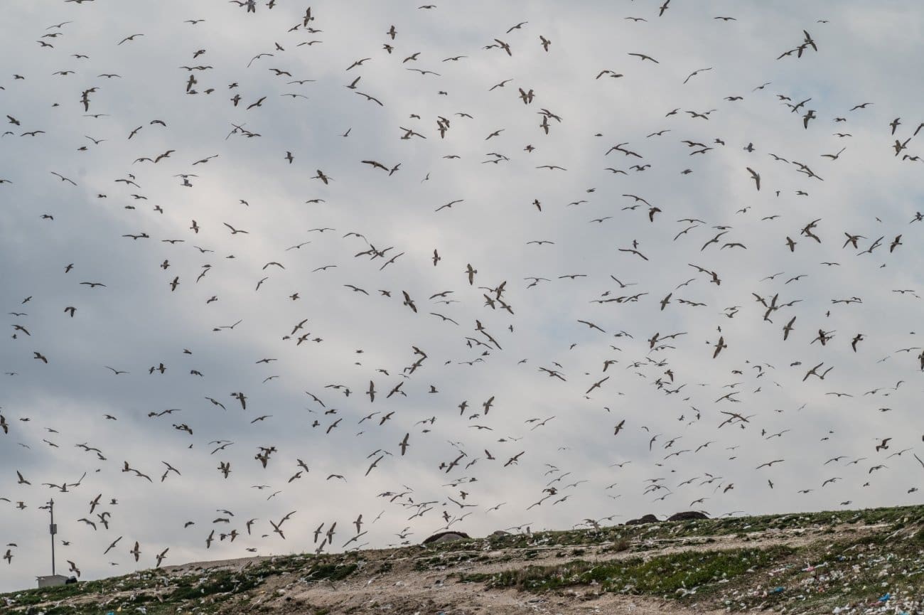 "Već se pare po krovovima": Stanovnica Splita 3 upozorava na novi problem