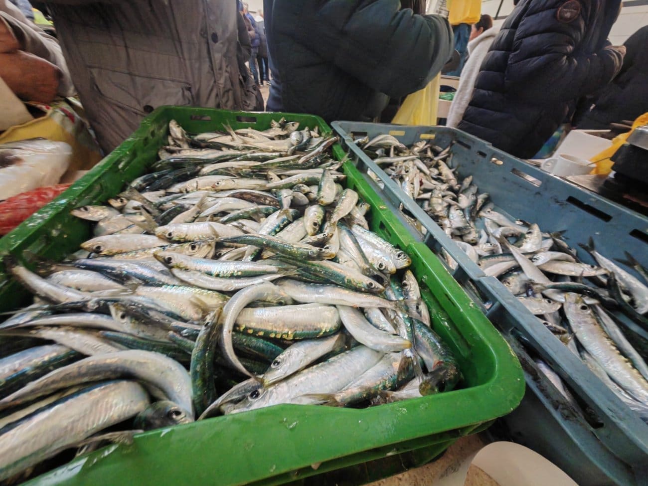 JEDVA SU JE DOČEKALI Na splitsku peškariju stigle prve kašete srdele