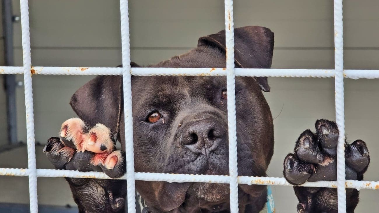 Prijatelji životinja Šuti: "Hitno otvoriti gradsko sklonište za napuštene i ozlijeđene životinje"