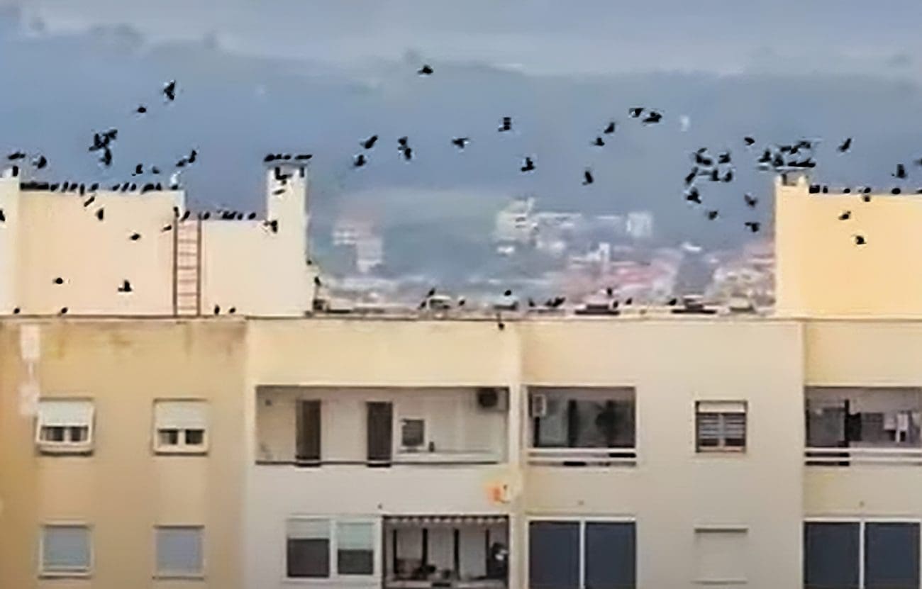 VIDEO Pogledajte ovaj prizor na vrhu jedne splitske zgrade: "Sletjeli su svi odjednom"