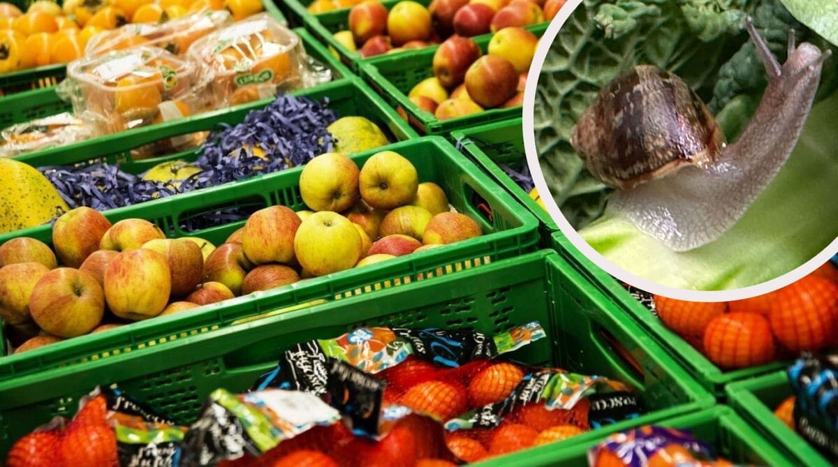 RIJETKO VIĐENO! 'Iznenađenje' snimljeno na polici trgovačkog lanca na širem splitskom području: "Dokaz da naši lanci..."