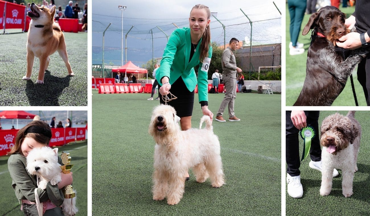 Spektakl u Splitu, ne propustite nacionalna izložba pasa na Spinutu: "CAC with love" dovodi 200 natjecateljskih pasa svih pasmina