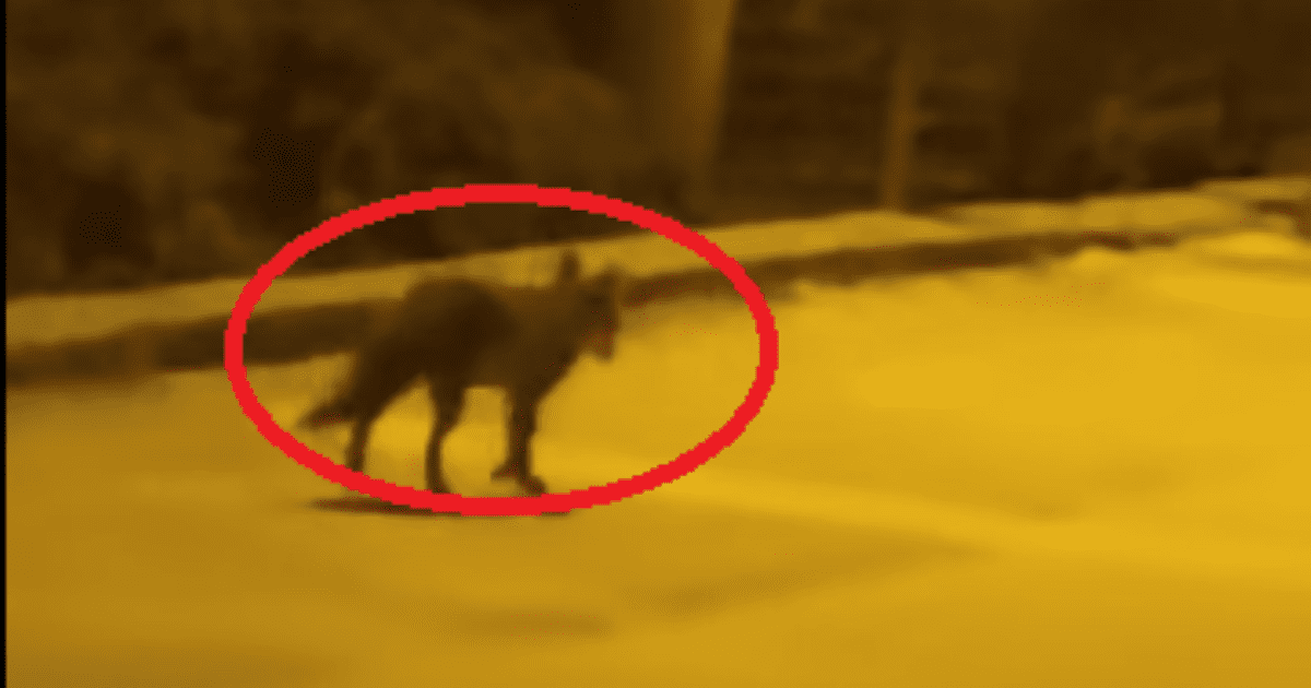 (Ne)rado viđena gošća opet prošetala ulicama Splita