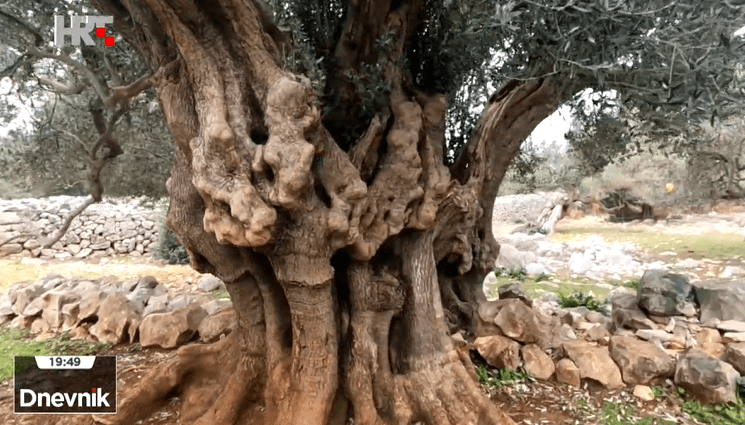 PRIRODNI FENOMEN 'Stablo je staro dvije tisuće godina. To znači indikativno kad je Isus bio na zemlji'