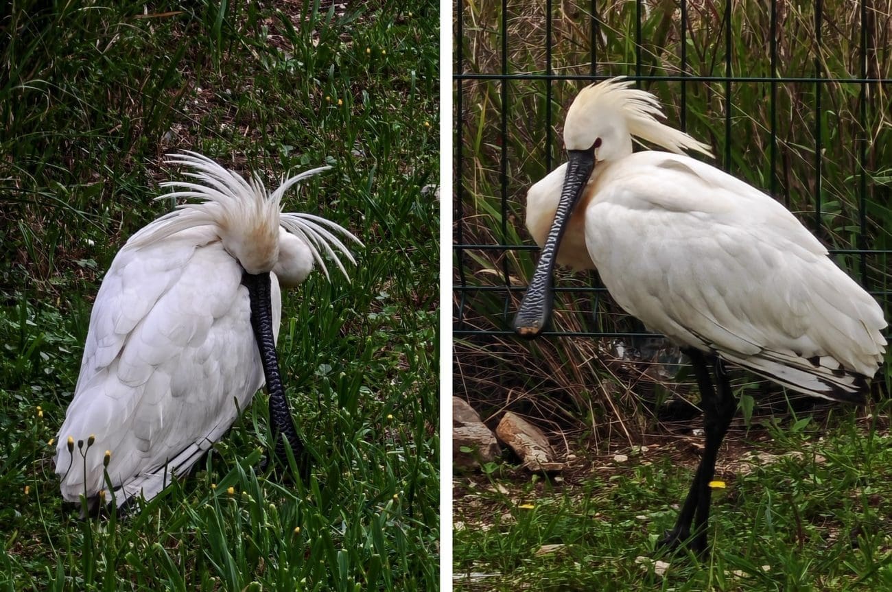 Koja je ovo ptica? Javio nam se zabrinuti čitatelj: "Treba pomoć"