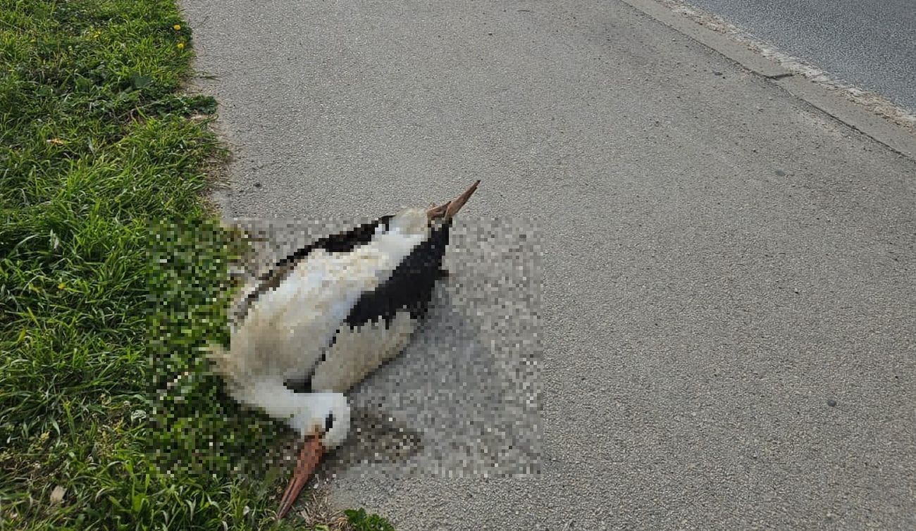 Strašan prizor: Na cesti u Stobreču mrtva roda