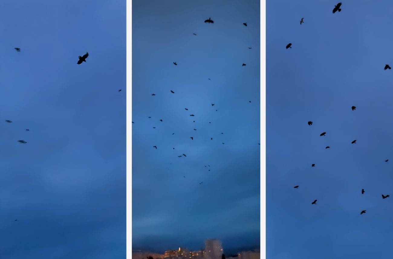 VIDEO Zastrašujući prizor na nebu iznad splitskog kvarta. Ovo je kao iz horor filma: "Bučale su, kreštale..."