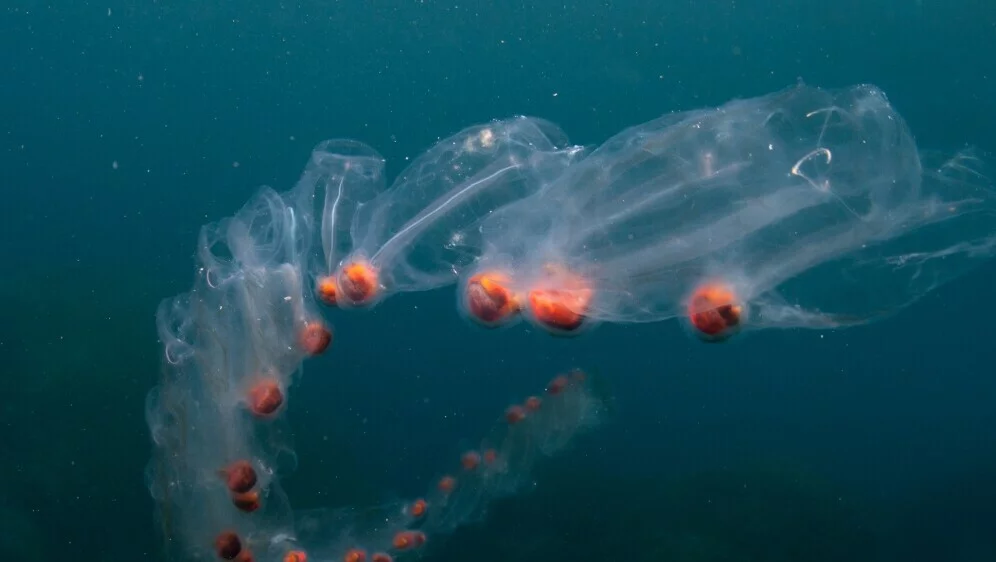 Neobični želatinozni organizmi preplavili Jadran: Ako ih vidite, evo što trebate napraviti