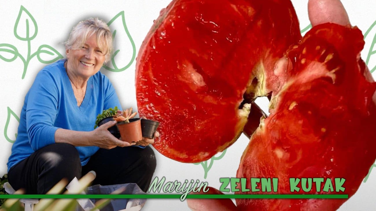 "Ne budite kao ja koja bi bez Iračanke bila nesretna. Usprkos predivnim Imoćankama, Strožankama, Bračanima, Sinjankama, Amerikancima, Mađarima …"