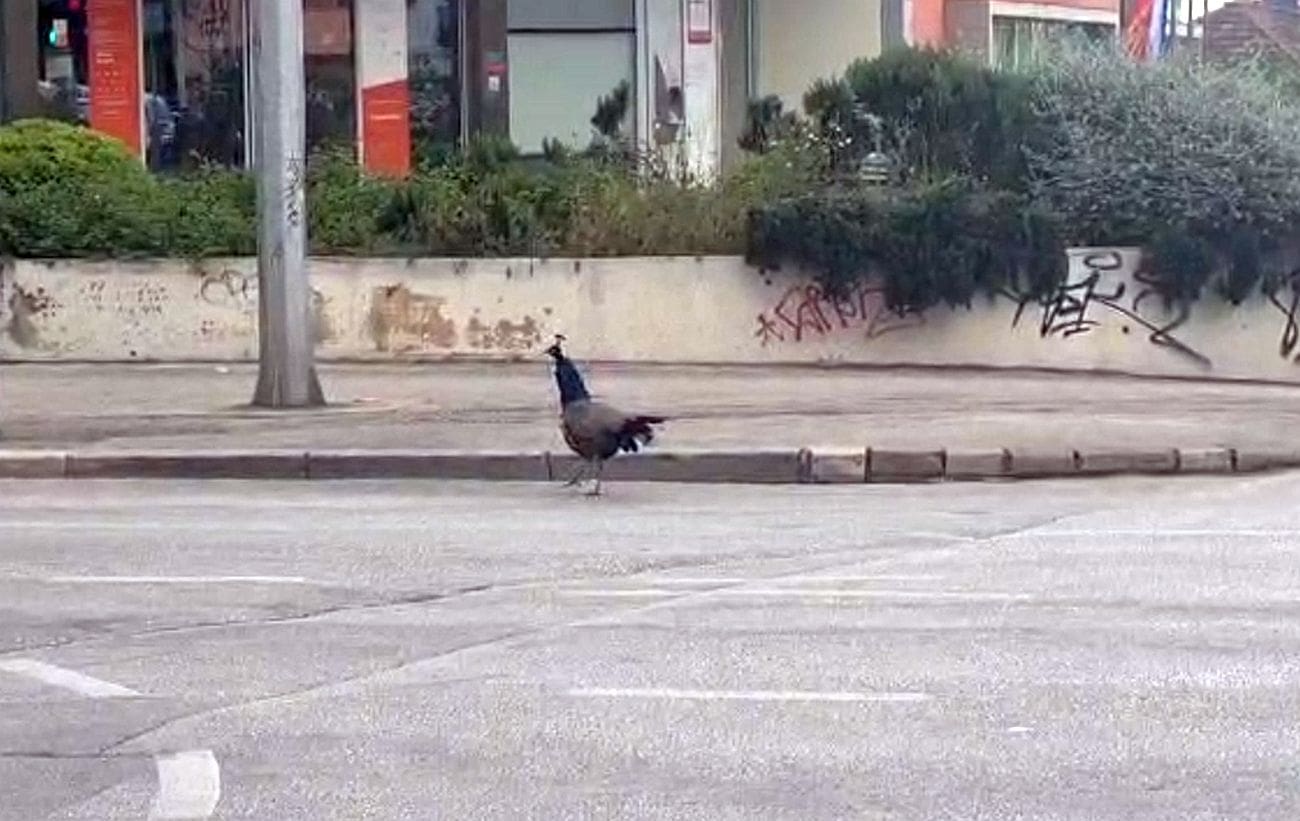 Pogledajte kako neki prelaze preko ceste!