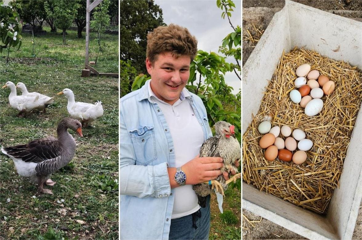 ZABORAVITE KUPOVNE BOJE Ovaj 17-godišnji mladić uzgaja kokoši, guske i patke! Nose posebna jaja koja će ovog Uskrsa unijeti dašak prirode na blagdansku trpezu