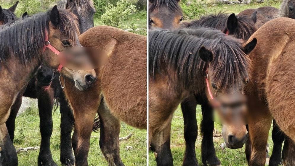 UZNEMIRUJUĆI SADRŽAJ Građani u Zagori traže ozlijeđenog konja: "Bojimo se, crvi mu ispadaju iz rane..."