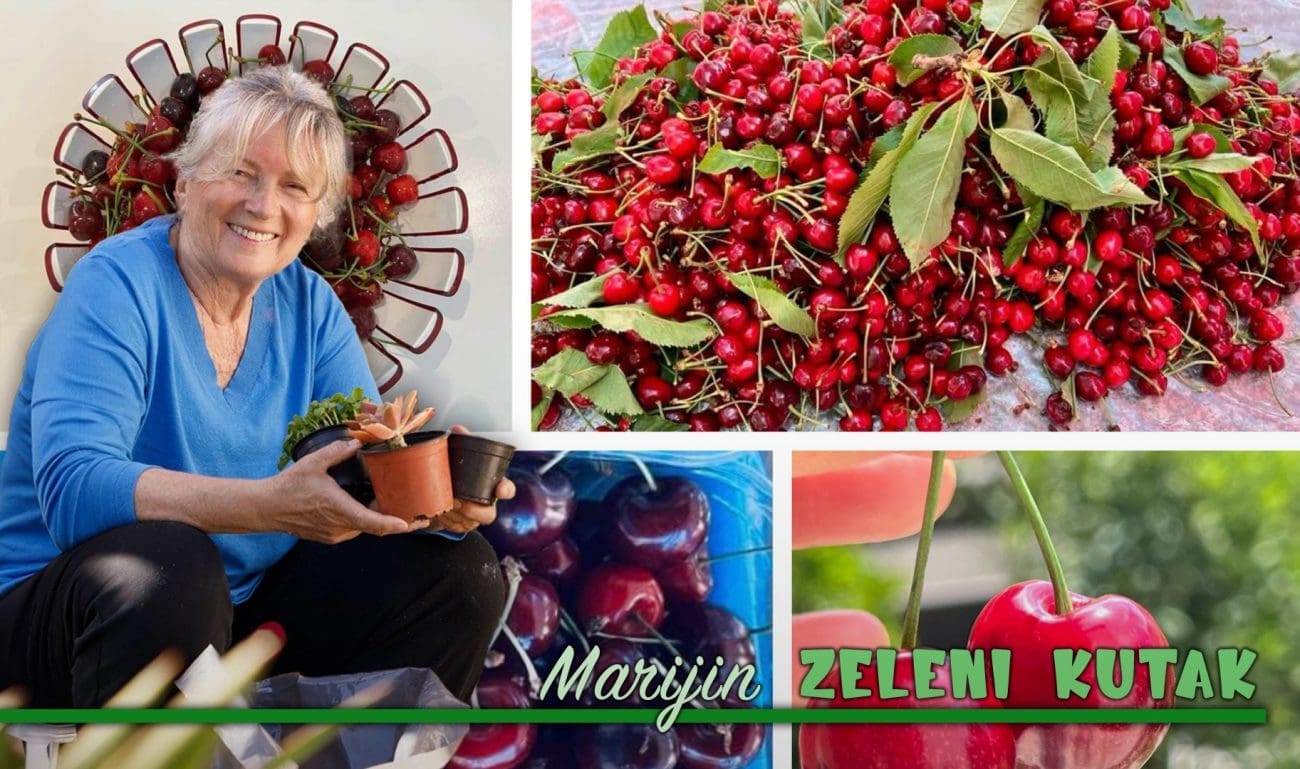 O trešnjama, “krađama” i finim opravdanjima: "Svatko može uzgojiti svoje stablo trešnje"