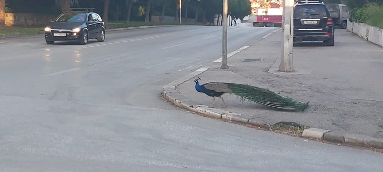 VIDEO I paun ima svoj đir. Svojim 'šepurenjem' zaustavio promet