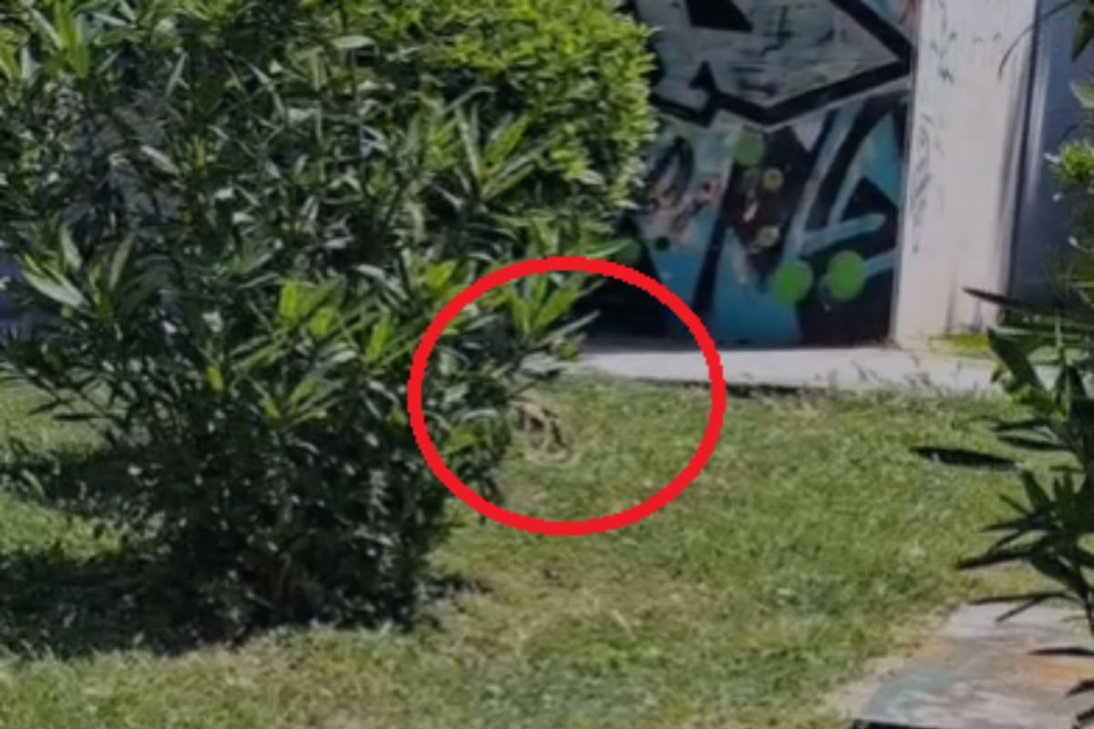 Pomozite nam otkriti o kojoj ptici je riječ: Je li ovo sokol snimljenu Splitu?