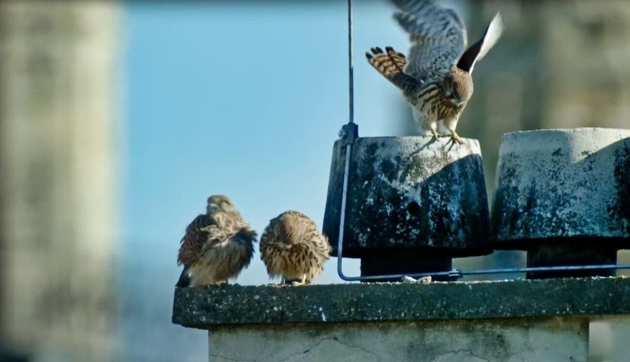 VIDEO Splićane oduševili parovi posebne vrste sokolova koji se gnijezde u Kineskom zidu