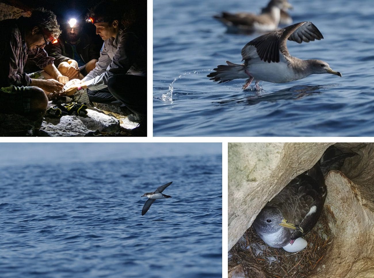 Hrvatska dobila prva područja važna za očuvanje ptica – na moru