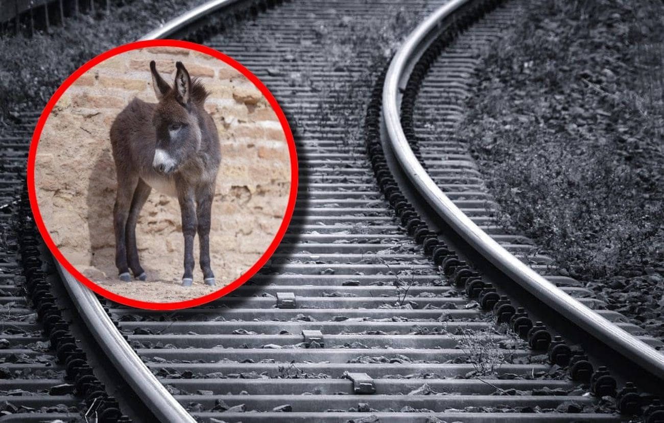 Nesvakidašnji prizor: Uz prugu u Kaštelima bio zavezan - magarac!