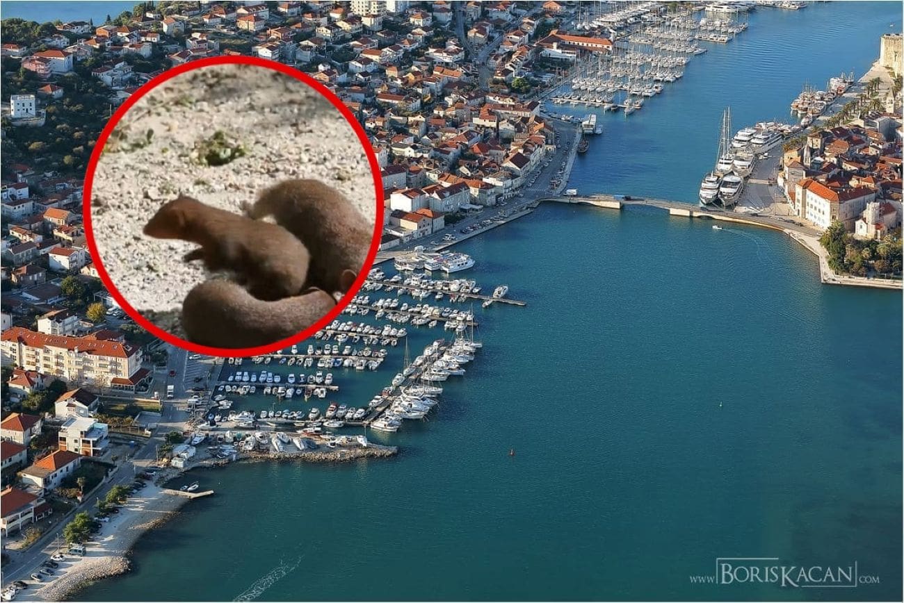 Haraju Čiovom: Tisuće malenih predatora stvaraju golemu štetu