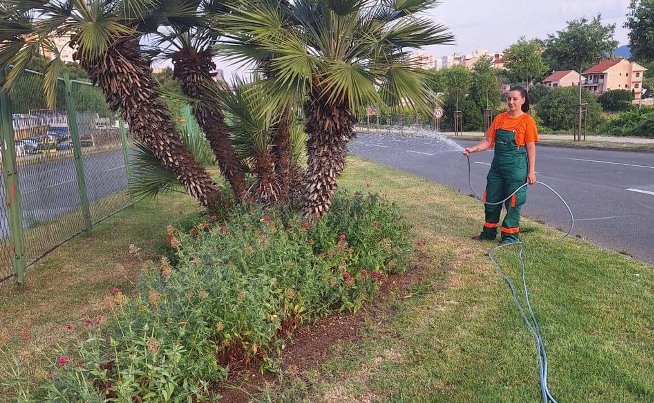 NEŠTO NOVO U SPLITU Studenti će preko ljeta zalijevati stabla