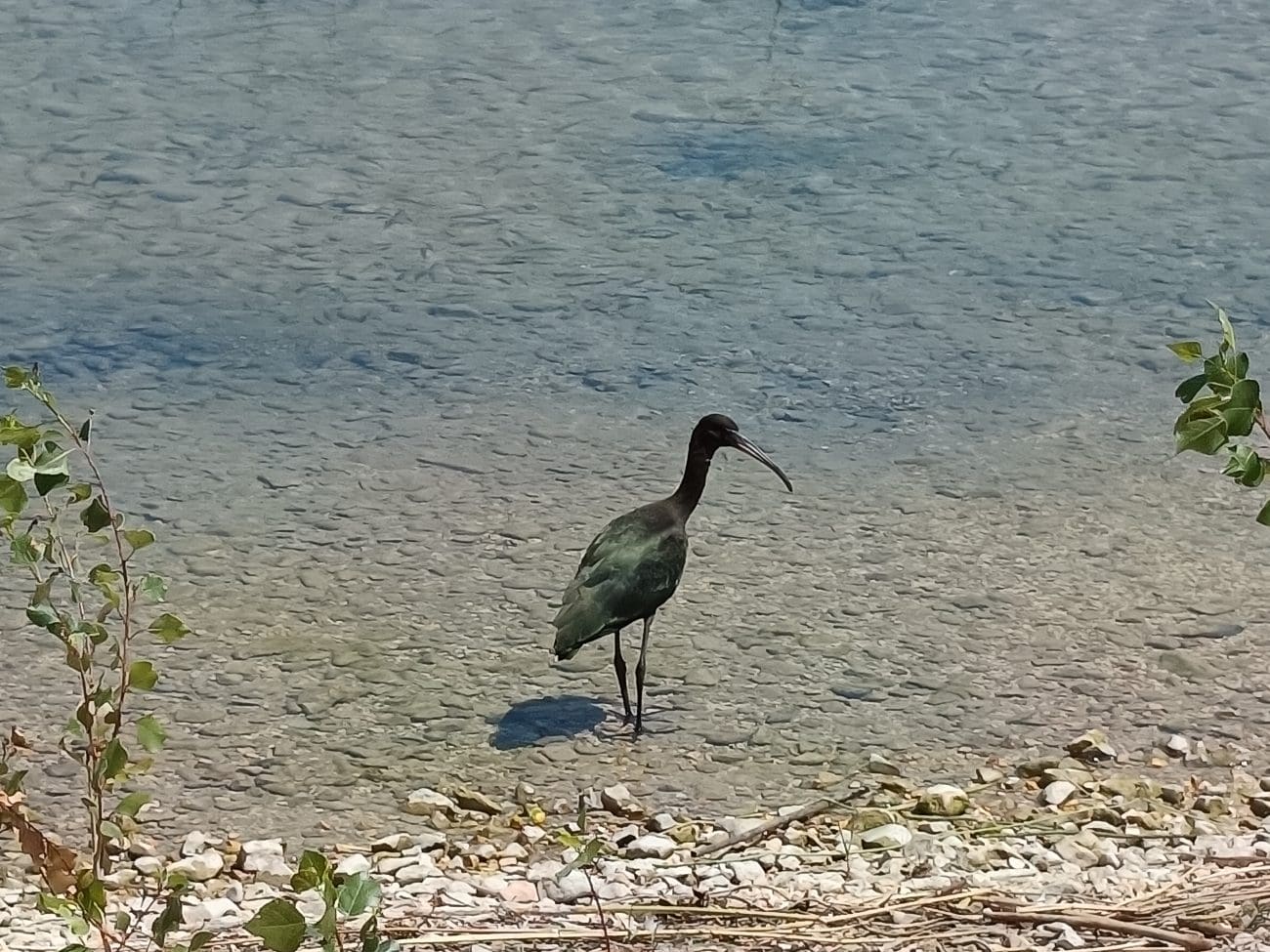 blistavi ibis foto Marijana Cukrov