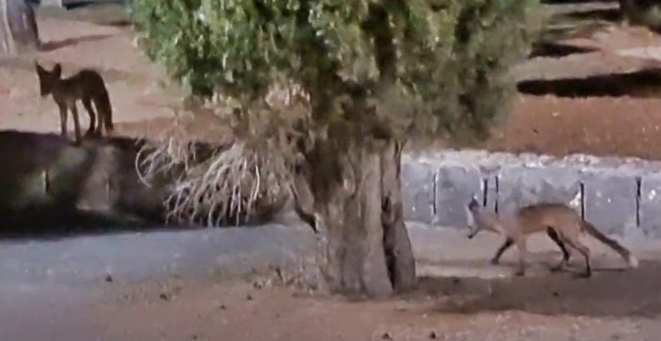 VIDEO Neobični noćni posjetitelji na splitskom groblju: "Mačka ih je zbunjeno promatrala sa zida"