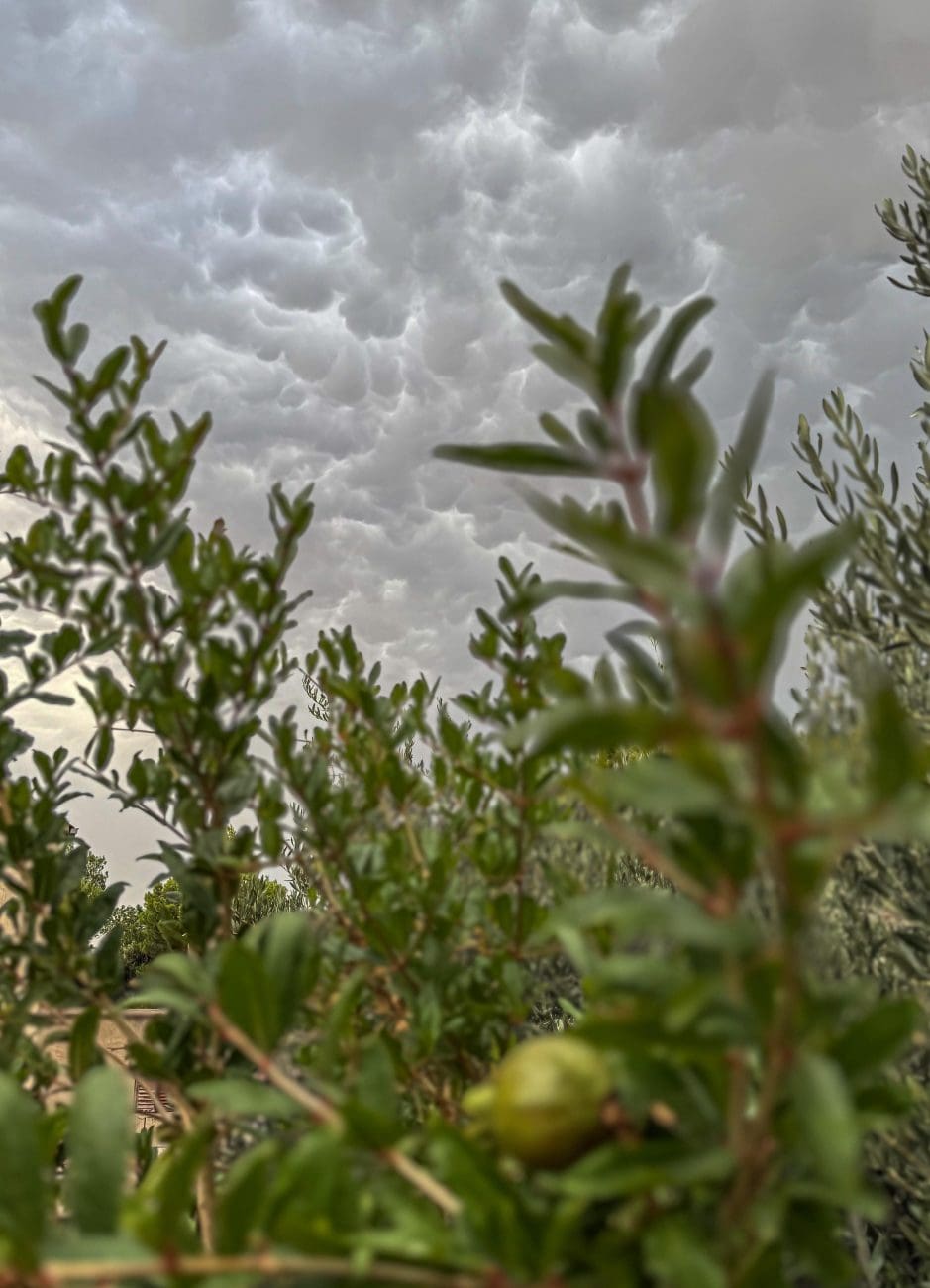 mamatusi podstrana 1